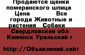 Продаются щенки померанского шпица › Цена ­ 45 000 - Все города Животные и растения » Собаки   . Свердловская обл.,Каменск-Уральский г.